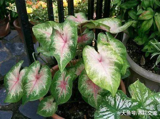 这11种有毒植物一定不要放在家里, 否则会影响人们的健康