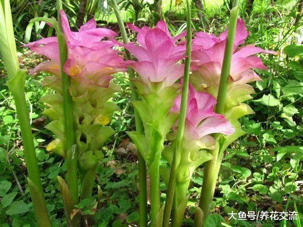 如何在花盆里养好姜黄, 没想到它的花朵这么好看