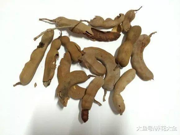 路边落的种子捡回家, 泡一泡丢盆里, 没想到长成了小森林!