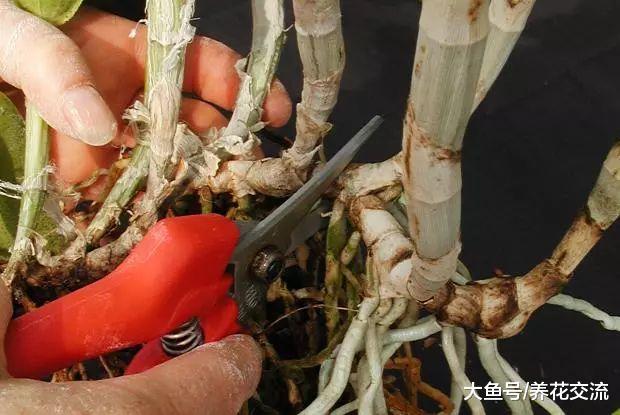 掌握下面这6个繁殖方法, 家里大部分植物都能不断复制了