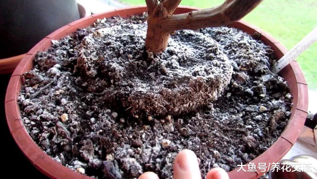 土面上老是长白毛, 盆栽植物防治土壤长霉菌的几种秘诀