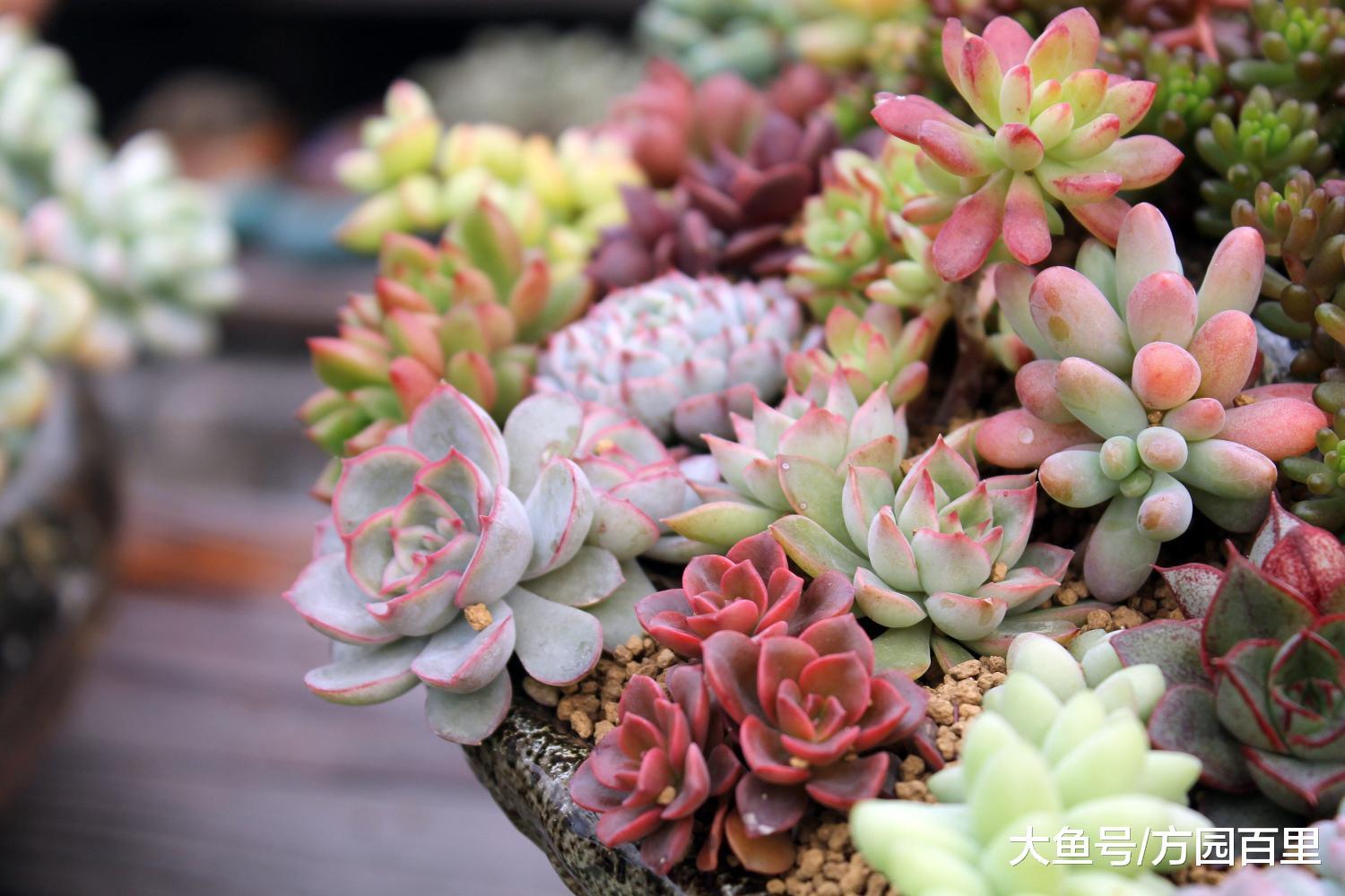 多肉植物室外养护还是室内养护?