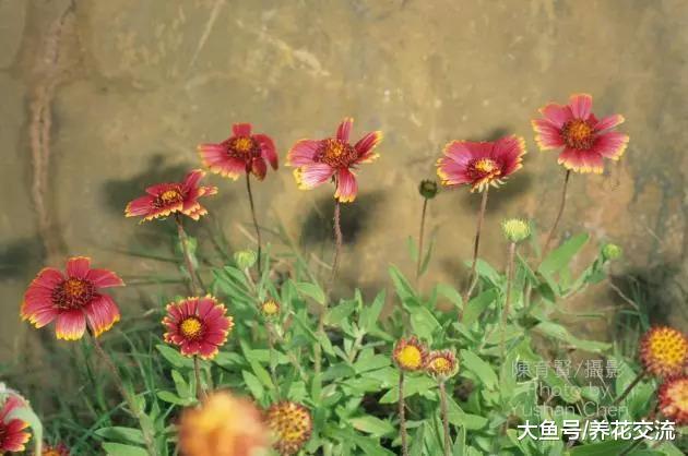 适合在小庭院或阳台上布置的10种盆栽, 特别容易布置