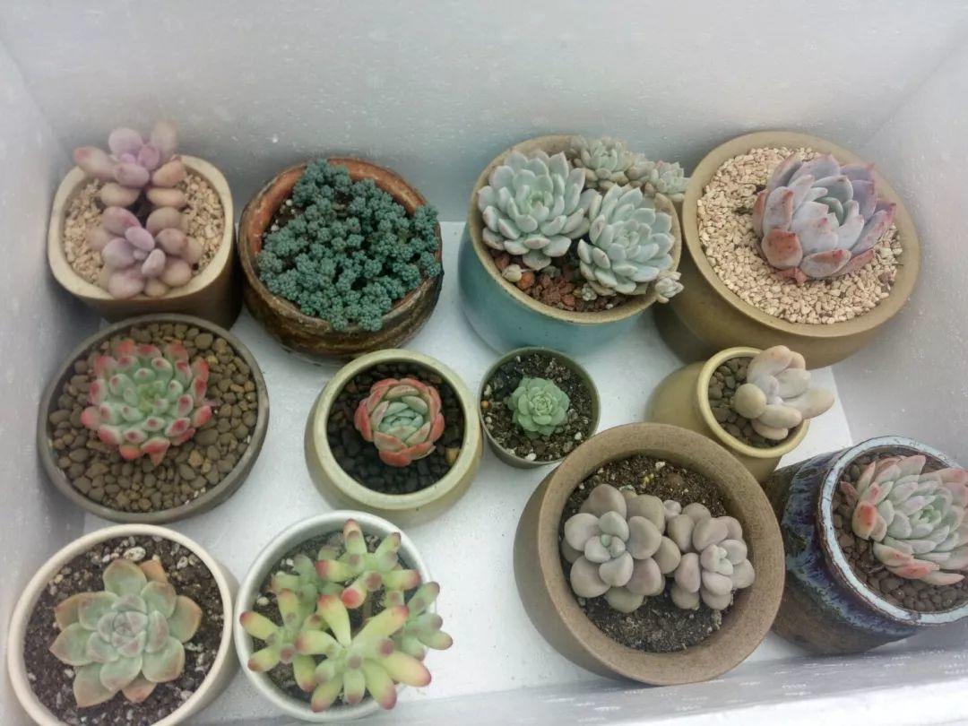 冬天多肉这么养, 南方北方都不怕, 矮胖更有型!