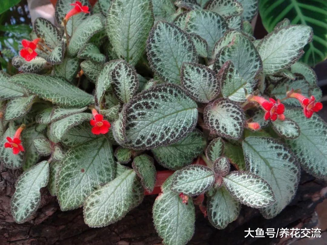 7种适合悬挂在窗台上的耐阴花卉, 每天给一点光照就能生根