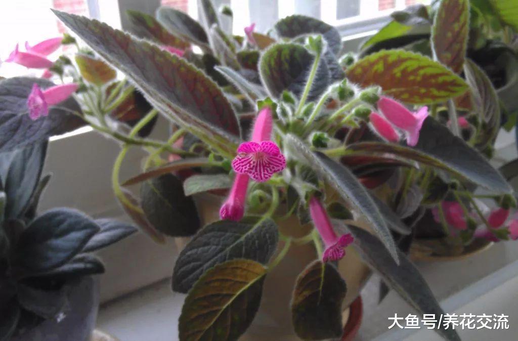 名字叫花猫的室内开花植物, 养在办公室的桌面上也能开花