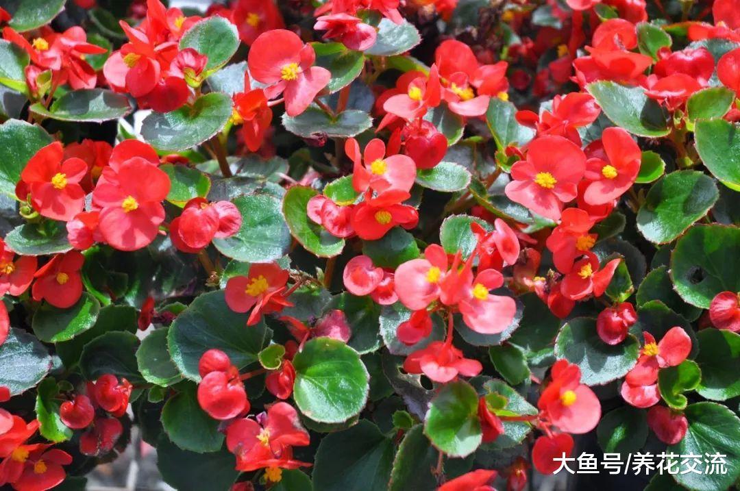 这种可以四季开花的秋海棠养护简单, 在室内养着就能生长