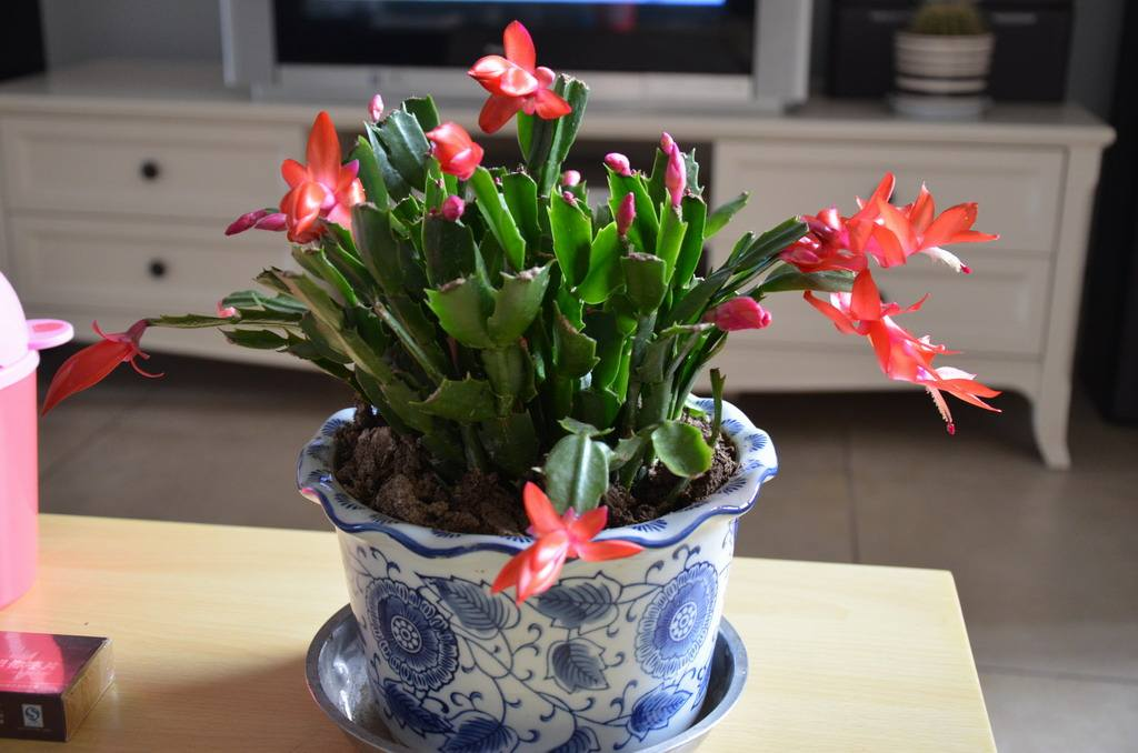 这3种花最爱醋, 每次来一斤, 叶片绿的油汪汪!