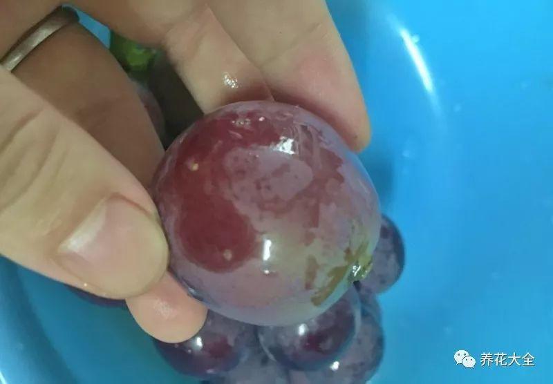 1斤葡萄8两酒, 她做的葡萄酒太香, 开盖就被抢光了!