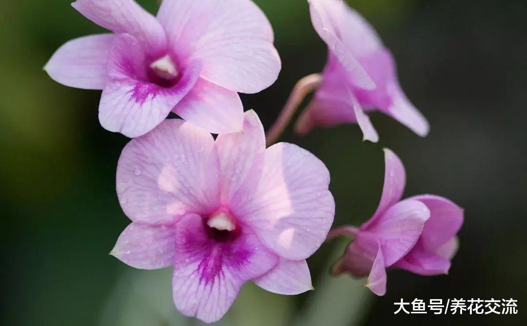 9种观赏性特别好的室内盆栽植物, 甚至可以养成吊盆