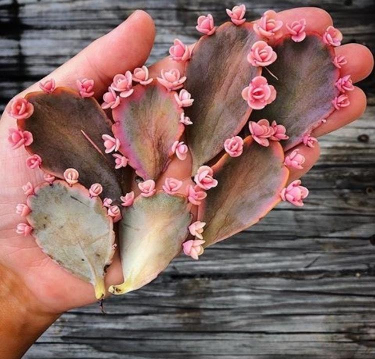 乱花钱! 养这10种花, “揪”片叶子就能爆1盆, “克隆机器”!