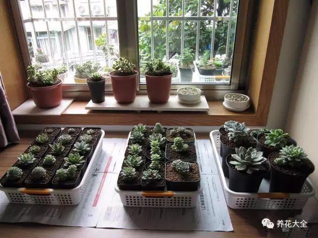 多肉盆底垫了它, 天再热也不怕死, 越养越爆盆!