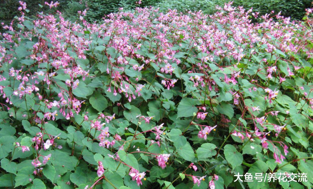 没想到秋海棠还有这么多品种, 观花和观叶型的你更喜欢哪种?