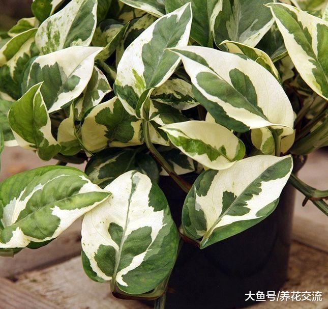 没想到绿萝有这么多品种, 有的斑叶还会变色