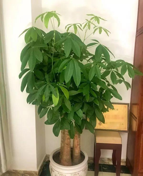 一到夏天就烂根? 发财树这样养, 长得又高又粗!
