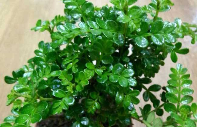 卧室养花不如“养树”, 样子耐看, 释放“香气”比香薰管用!