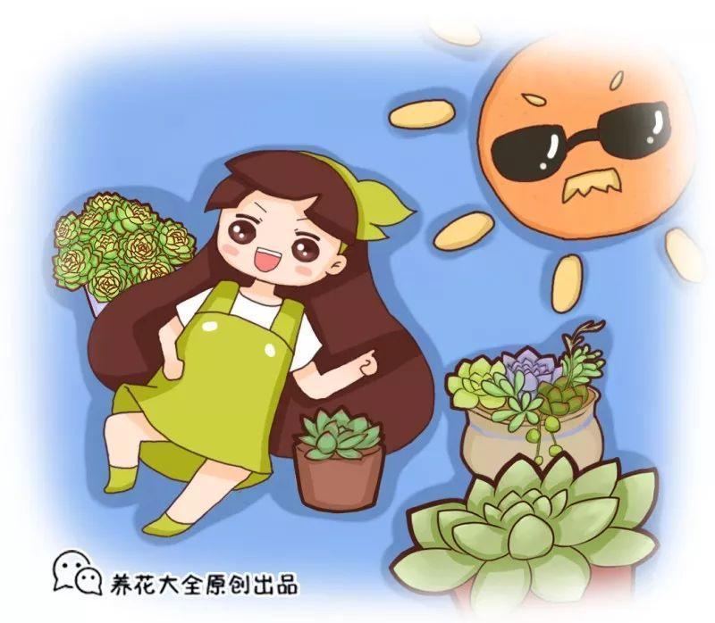 立秋也别大意, 给多肉乱晒太阳, 小心最后只剩盆!