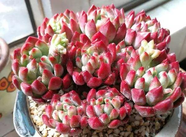 10种肥嘟嘟的多肉, 拳头大小, 听名字就流口水!