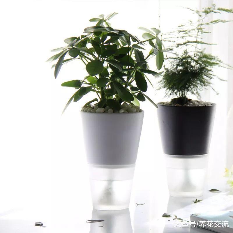 用懒人花盆养花没有掌握关键几个技巧, 难怪植物几天就烂根烂茎