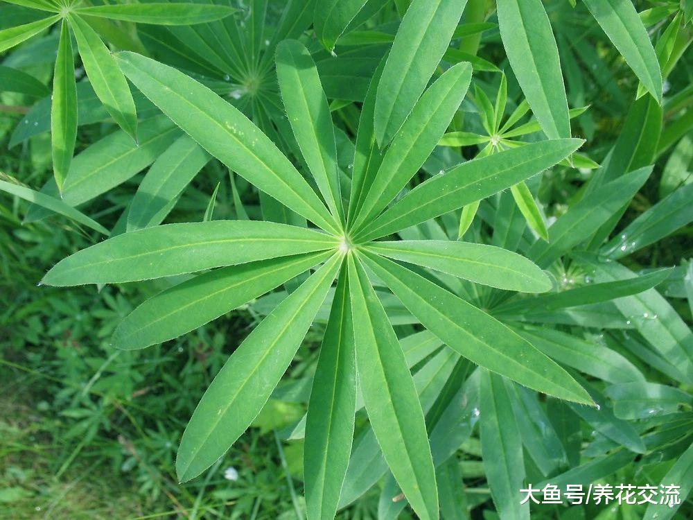 能自己释放肥料的鲁冰花, 种在院子里很多年都能看到花朵