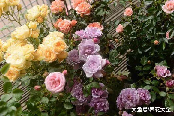 花期超长的10盆花, 养1盆全年有花赏!