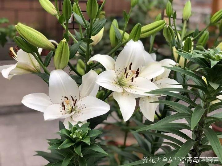 这6种花要注意, 卧室里别再养, 不然失眠睡不好!