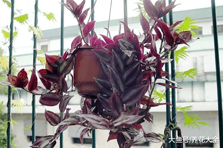 别只知道养吊兰, 这些吊兰你叫的出名字吗?