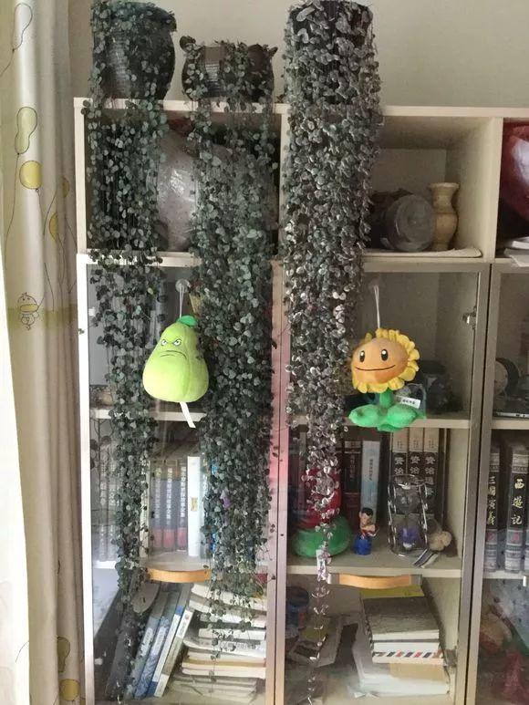 这种多肉爱疯长, 半年窜到2米长, 枝上挂满小土豆!