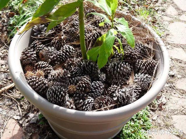 这几个方法都可以防止家里的猫践踏盆栽植物, 你更喜欢哪种
