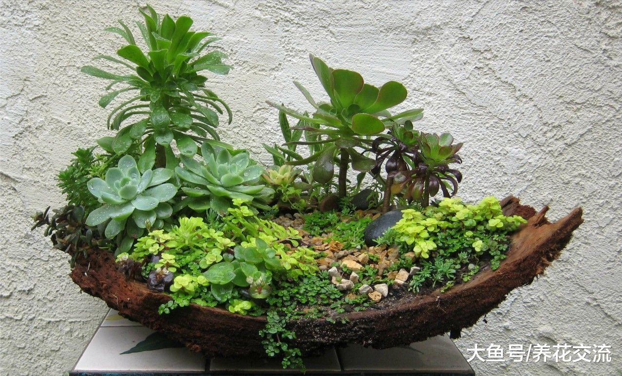 养护多肉植物的5个常见的技巧, 播种和培育都很容易上手