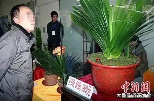 君子兰标出8位数字高价, 是真的有价值, 还是有价无市?