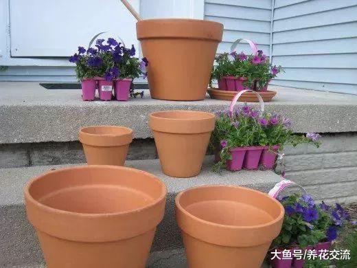 用红陶盆制作成灿烂的迷人的花塔, 这几种花都很适合