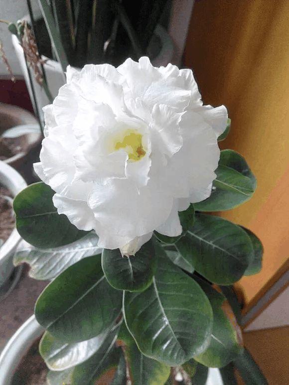 这花比月季还漂亮, 随手切1刀, 1盆能开5色花!