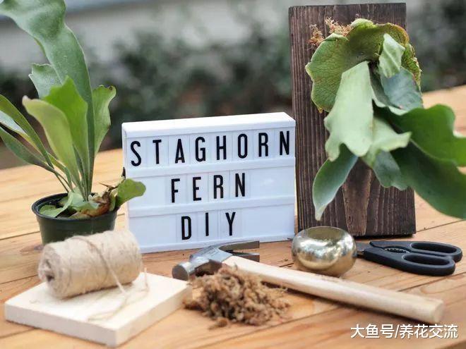 ?适合养在木板上的鹿角蕨, 挂在墙上能变成好看的装饰植物