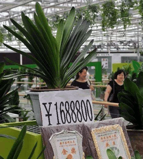 这“高价植株”别费钱, 拿片“叶”插土里, 几月长成一大盆!