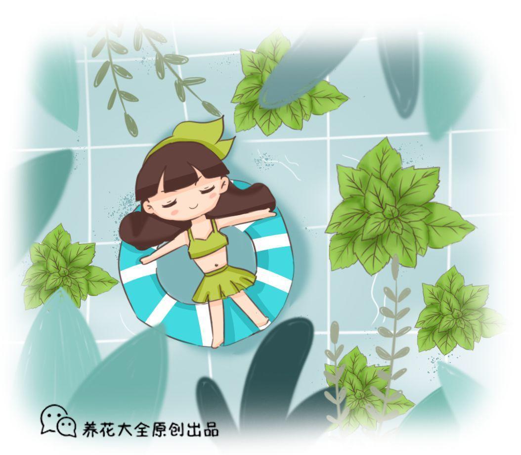 夏天养盆它, 赏完花还能泡水喝, 清热又解暑!
