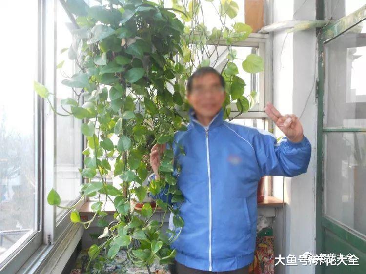 10米长的绿萝, 阳台放不下了, 看看他是怎么养的吧!