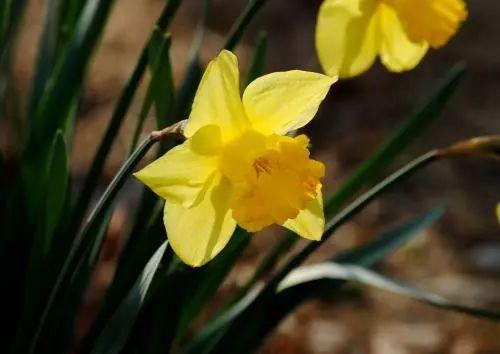 夏季花卉怎么管理? 哪些植物是生长期, 哪些是休眠期?