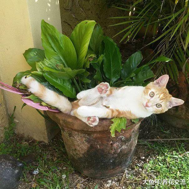 这几个方法都可以防止家里的猫践踏盆栽植物, 你更喜欢哪种