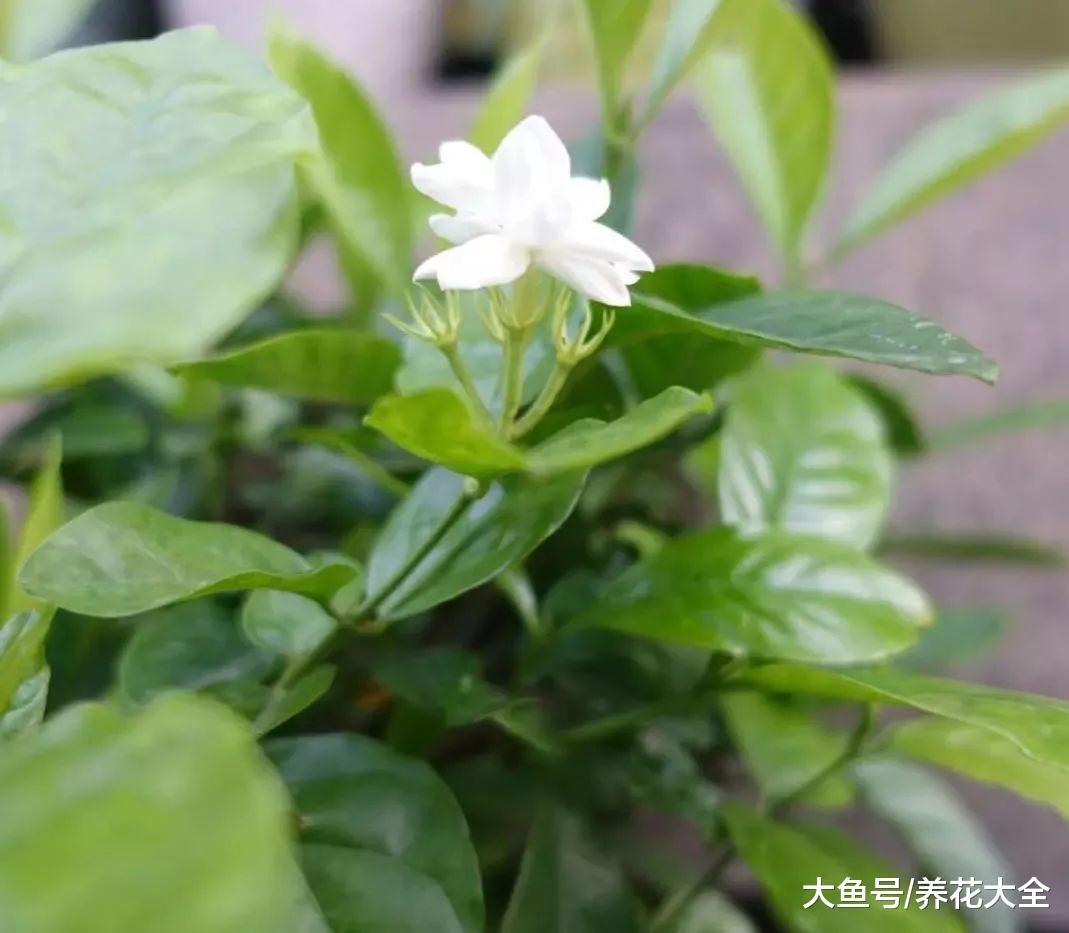 在土里加点这个, 栀子就能长满盆, 还花开不断!