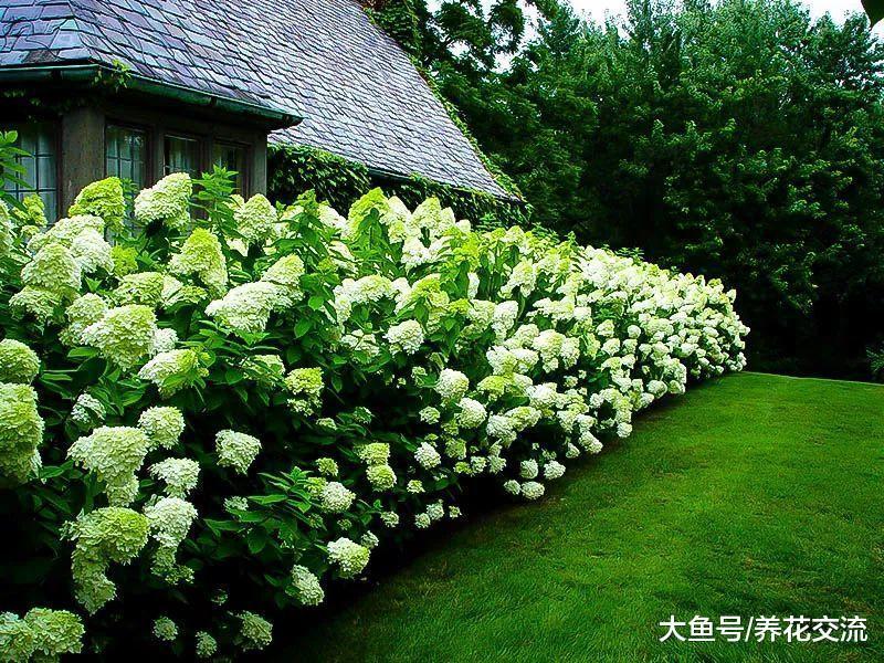 为什么自己养的绣球花不能开花, 看看你有没做对这几点