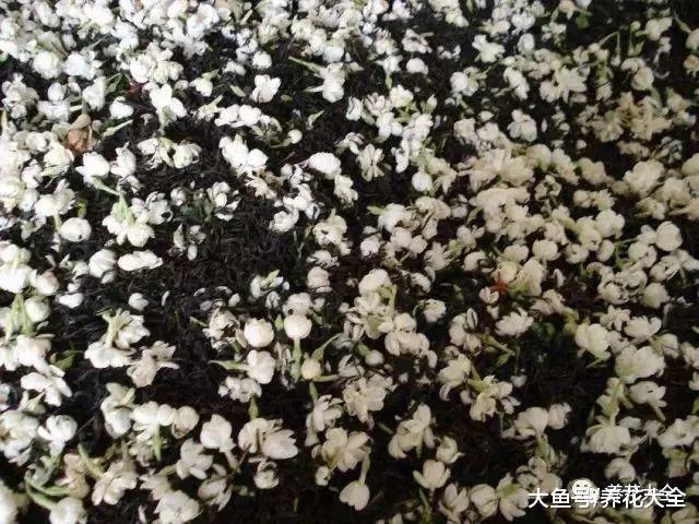 爱喝茶的你, 不如养养这5种花, 以后再也不用买茶叶了!