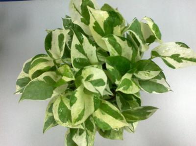 姥姥家卫生间没窗户不通风, 又潮又闷, 养了这5种花清爽干燥