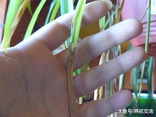 家里这4种常见的盆栽绿植, 用这些方法养就不怕叶黄烂根了