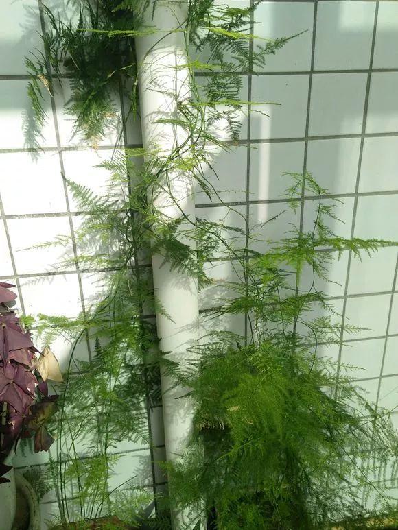 细菌最怕这种花, 养1盆杀菌消毒, 空气清新少生病!