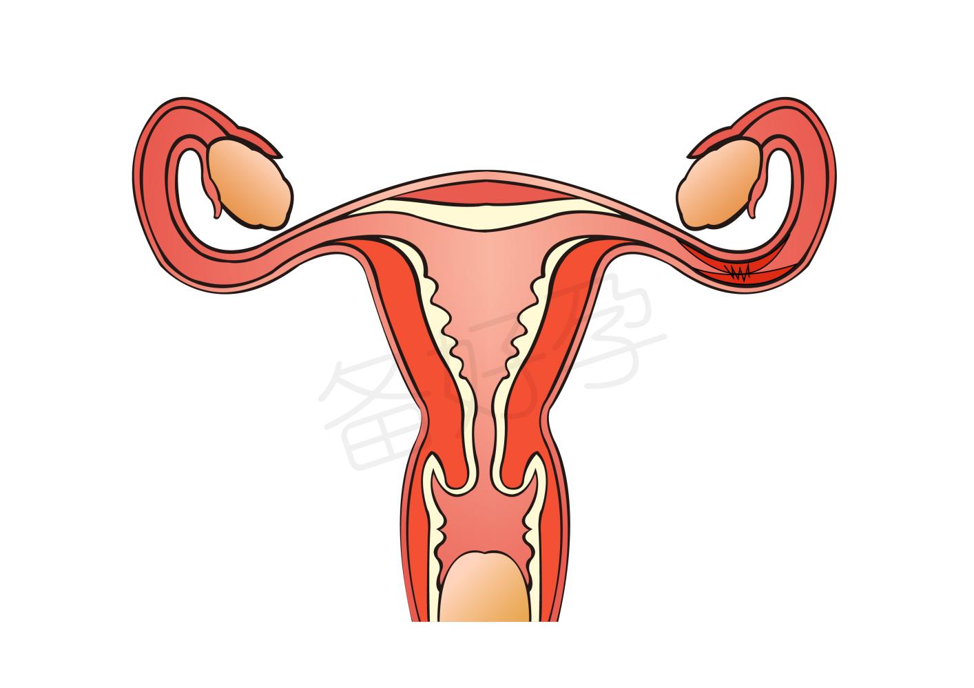 做完人流吃避孕药加快子宫修复, 靠谱吗?