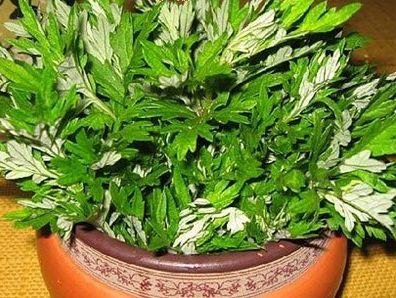 这4种植物“除臭剂”, 摆在卫生间“自然清香”, 耐阴耐潮!