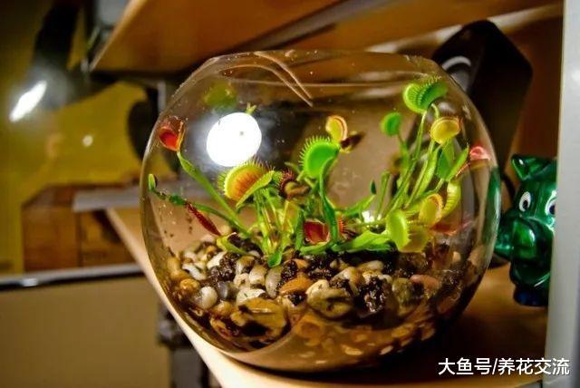 这种植物还要喂虫子长大, 养在窗台上的捕蝇草盆栽也能开花