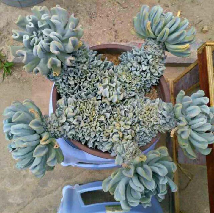 多肉要是长起来, 小芽密密麻麻的, 比吊兰还壮观!