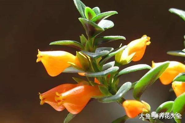 吊兰上长金鱼! 这花太好养活, 2个月长满阳台, 拦都拦不住!